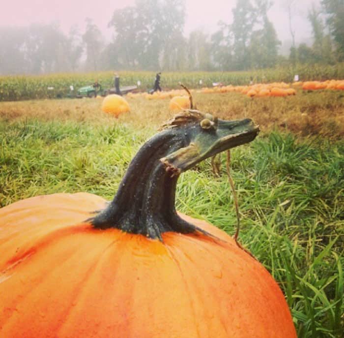 dragon pumpkin